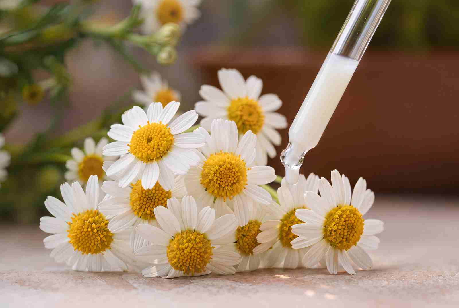 Weiße Kamillenblüten mit einer Pipette, aus der ein Serumtropfen fällt